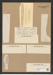 Actinocyclus elongatus Grun. (de-Toni-Nr.: Genus 195, Species 4792) Zeichnungen Sammlung Grunow Nr. 8438 (NHMW-BOT-W0377890)